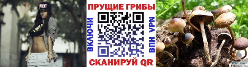 Галлюциногенные грибы Cubensis  ОМГ ОМГ онион  Североморск 